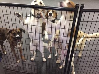 Dogs jumping up on fence